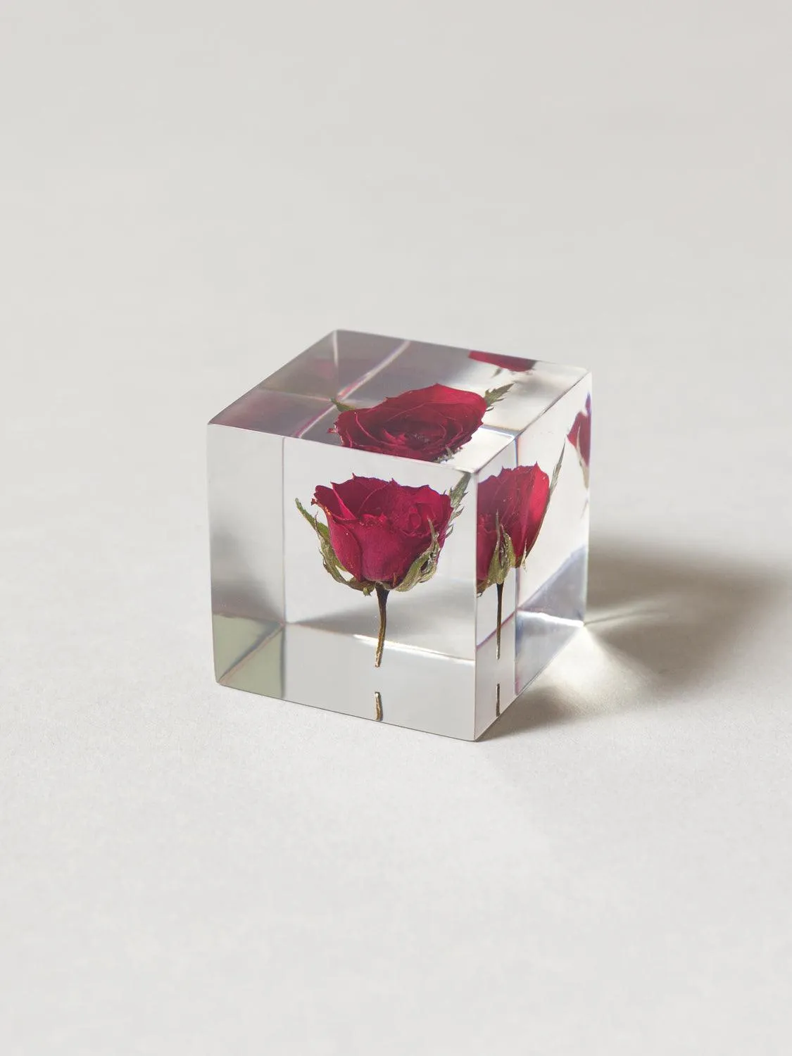 Sola Cube - Rose (Benibara)