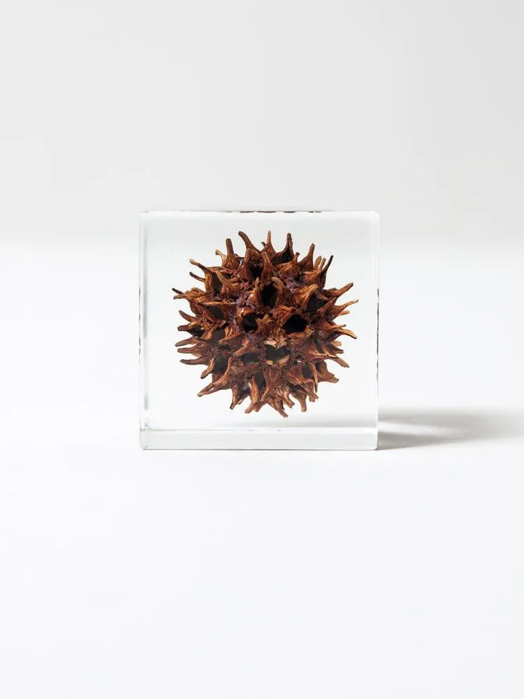 Sola Cube - Sweetgum (Momiji Bafu)