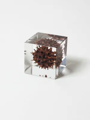 Sola Cube - Sweetgum (Momiji Bafu)